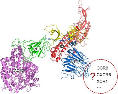 Genomic Feature Analysis of Beta<mark class="highlighted">coronavirus</mark> Provides Insights Into SARS and COVID-19 Pandemics